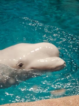 名古屋港水族館に投稿された画像（2023/8/1）