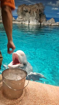 名古屋港水族館に投稿された画像（2023/8/1）