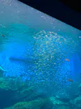 仙台うみの杜水族館に投稿された画像（2023/8/1）