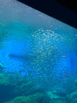 仙台うみの杜水族館に投稿された画像（2023/8/1）