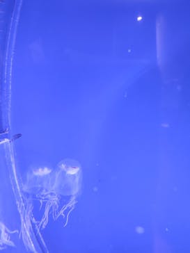 名古屋港水族館に投稿された画像（2023/8/1）