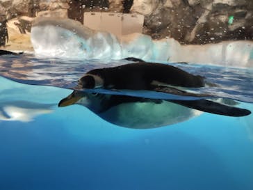 名古屋港水族館に投稿された画像（2023/8/1）