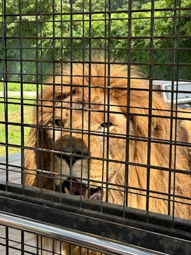 那須サファリパークに投稿された画像（2023/8/1）