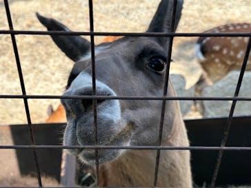 那須サファリパークに投稿された画像（2023/8/1）