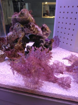 AOAO SAPPOROに投稿された画像（2023/8/1）