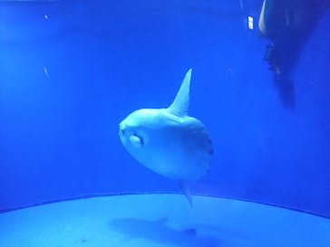 サンシャイン水族館に投稿された画像（2023/8/1）