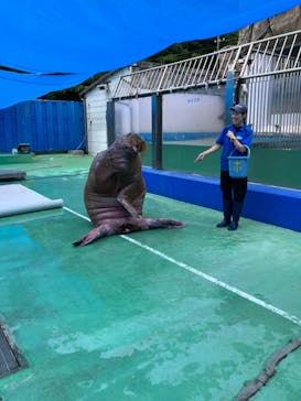 ゼロ距離水族館 伊勢シーパラダイスに投稿された画像（2023/8/1）