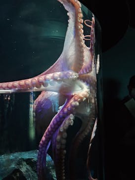 サンシャイン水族館に投稿された画像（2023/8/1）