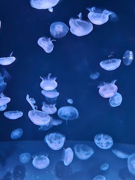 サンシャイン水族館に投稿された画像（2023/8/1）