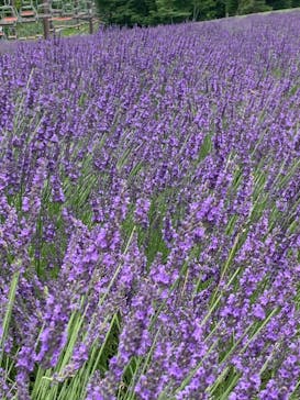 たんばらラベンダーパークに投稿された画像（2023/8/1）