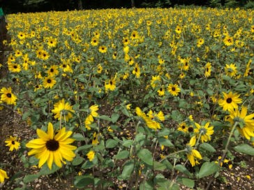 たんばらラベンダーパークに投稿された画像（2023/8/1）