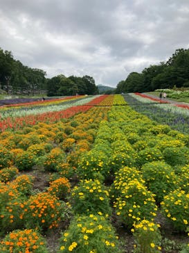 たんばらラベンダーパークに投稿された画像（2023/8/1）