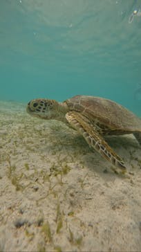 宮古島マリン GB QUESTに投稿された画像（2023/8/1）