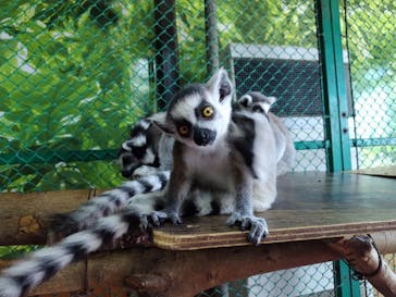 那須ワールドモンキーパークに投稿された画像（2023/8/1）