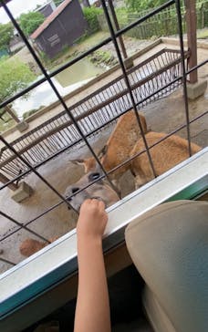 那須サファリパークに投稿された画像（2023/8/1）