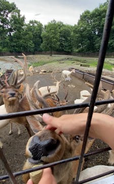 那須サファリパークに投稿された画像（2023/8/1）