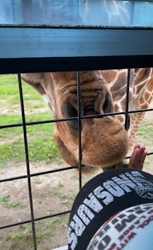 那須サファリパークに投稿された画像（2023/8/1）