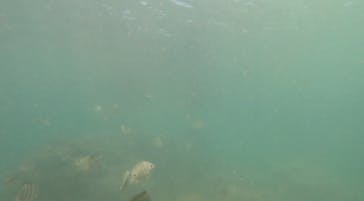 沖縄マリンサービス碧に投稿された画像（2023/8/1）