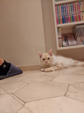 猫カフェモカ　イオンモール幕張新都心店に投稿された画像（2023/8/1）