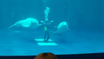 島根県立 しまね海洋館に投稿された画像（2023/8/1）