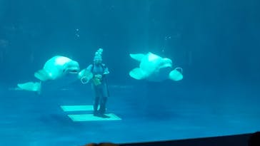 島根県立 しまね海洋館に投稿された画像（2023/8/1）