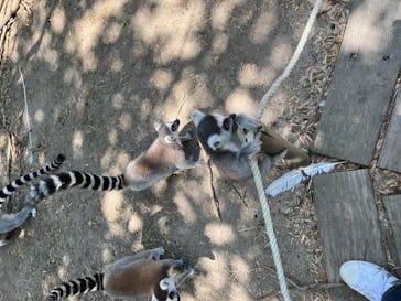 しろとり動物園に投稿された画像（2023/8/1）