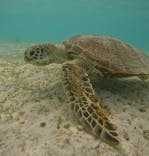 宮古島マリン GB QUESTに投稿された画像（2023/8/1）