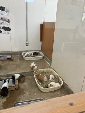 淡路ファームパーク イングランドの丘に投稿された画像（2023/8/1）