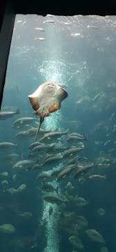 下田海中水族館に投稿された画像（2023/8/1）