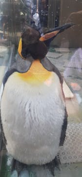 下田海中水族館に投稿された画像（2023/8/1）