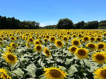 成田ゆめ牧場に投稿された画像（2023/8/1）