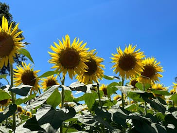 成田ゆめ牧場に投稿された画像（2023/8/1）