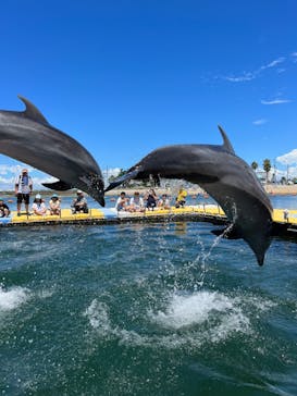 日間賀島ドルフィンビーチに投稿された画像（2023/8/1）