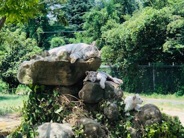 群馬サファリパークに投稿された画像（2023/8/1）