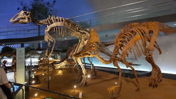 福井県立恐竜博物館に投稿された画像（2023/8/1）