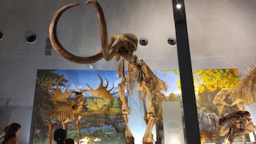 福井県立恐竜博物館に投稿された画像（2023/8/1）