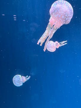 AOAO SAPPOROに投稿された画像（2023/8/1）