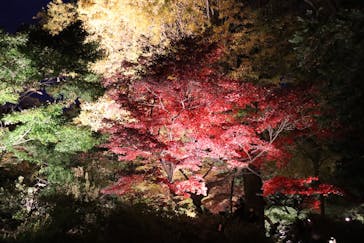 六義園に投稿された画像（2023/8/1）