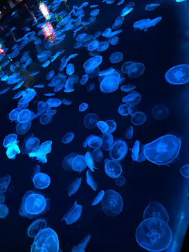 すみだ水族館に投稿された画像（2023/8/1）