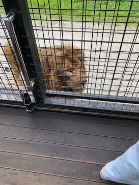 那須サファリパークに投稿された画像（2023/8/1）