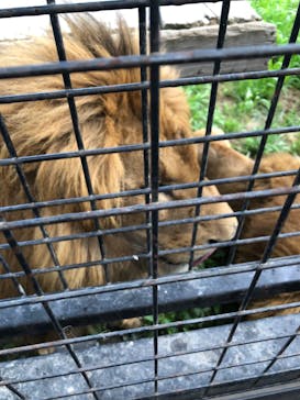 那須サファリパークに投稿された画像（2023/8/1）