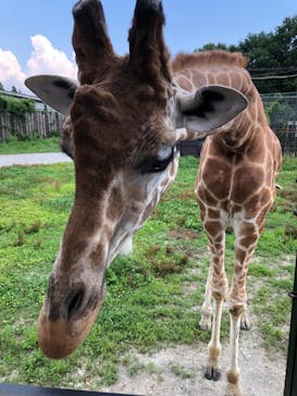 那須サファリパークに投稿された画像（2023/8/1）