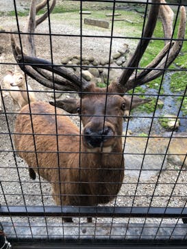 那須サファリパークに投稿された画像（2023/8/1）