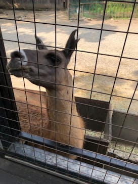 那須サファリパークに投稿された画像（2023/8/1）