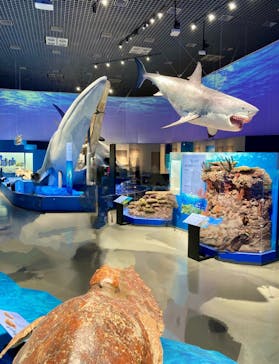 特別展「海　―生命のみなもと―」（国立科学博物館）に投稿された画像（2023/8/1）