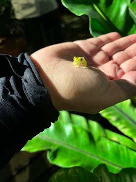 体感型カエル館KawaZooに投稿された画像（2023/8/1）