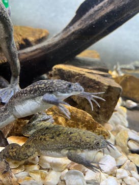 体感型カエル館KawaZooに投稿された画像（2023/8/1）