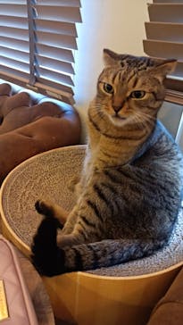 猫カフェモカ　池袋東口店に投稿された画像（2023/8/2）