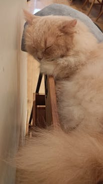 猫カフェモカ　池袋東口店に投稿された画像（2023/8/2）