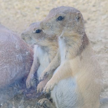 那須どうぶつ王国に投稿された画像（2023/8/2）